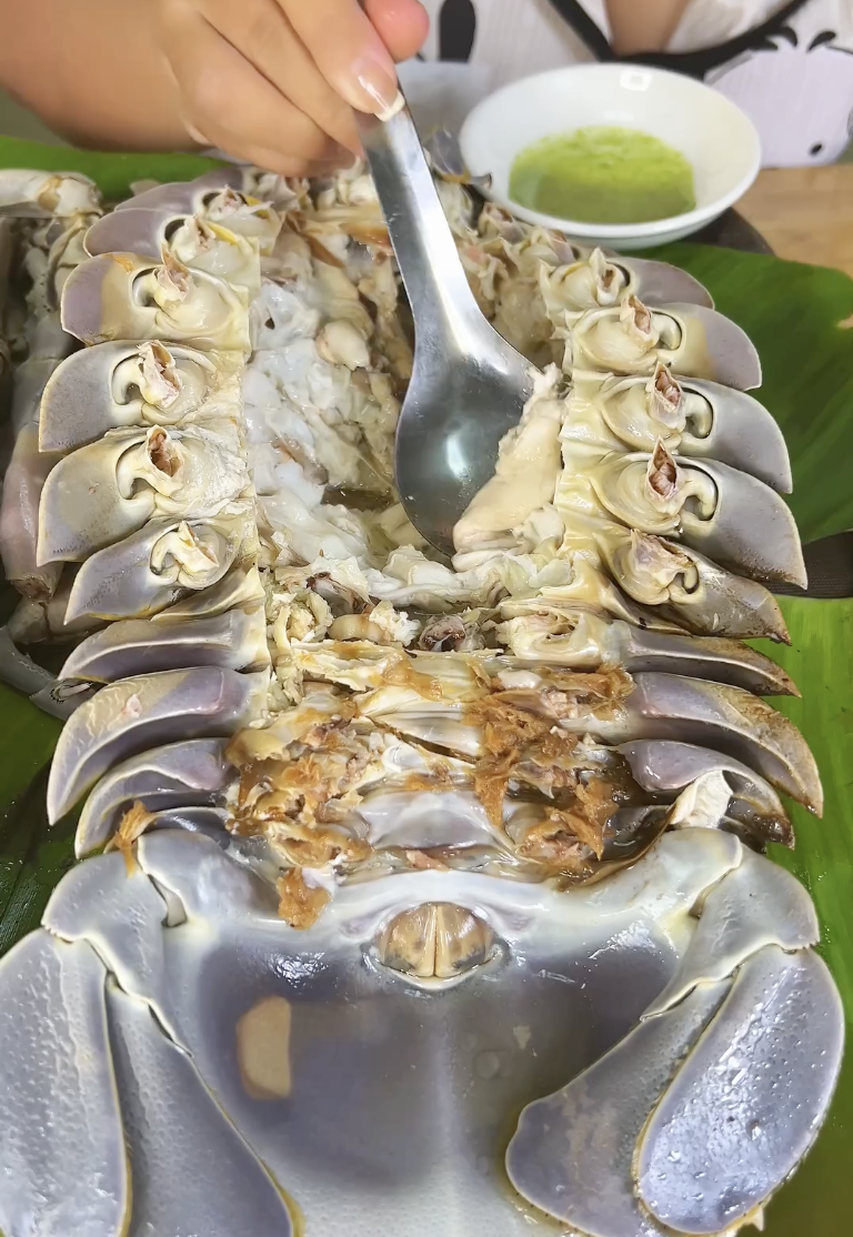 Loại hải sản đắt hơn tôm hùm khiến Quỳnh Trần JP và Phương Oanh đều chọn để bồi bổ thai kỳ, nhà giàu thèm cũng khó mua - 6