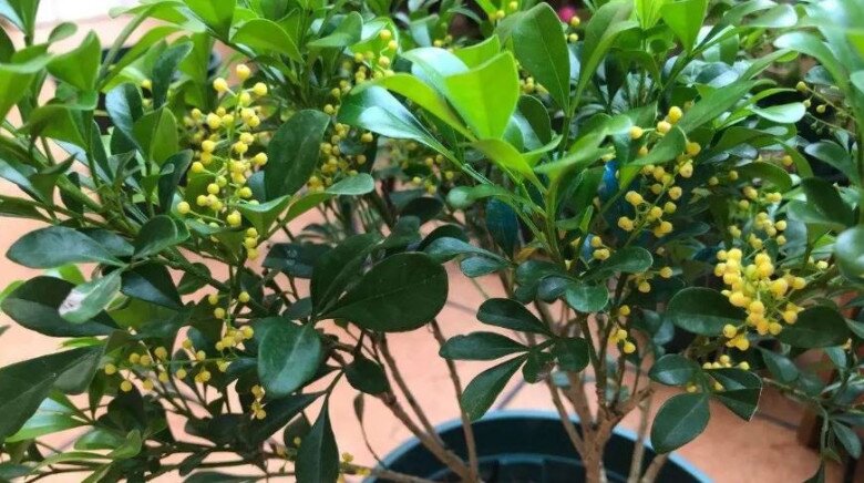 3 loại hoa vừa đẹp vừa thơm lại dễ trồng ở ban công, chỉ cần đủ nắng sẽ nở hoa liên tục - 2