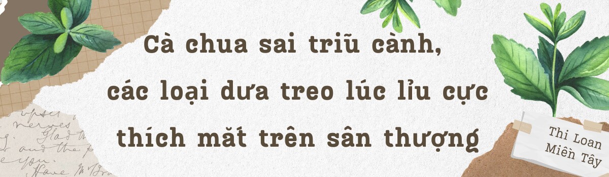 Mẹ đảm 4 con cải tạo mái nhà tầng 5 trồng rau: Cà chua sai trĩu cành, các loại dưa treo lúc lỉu cực thích mắt - 5