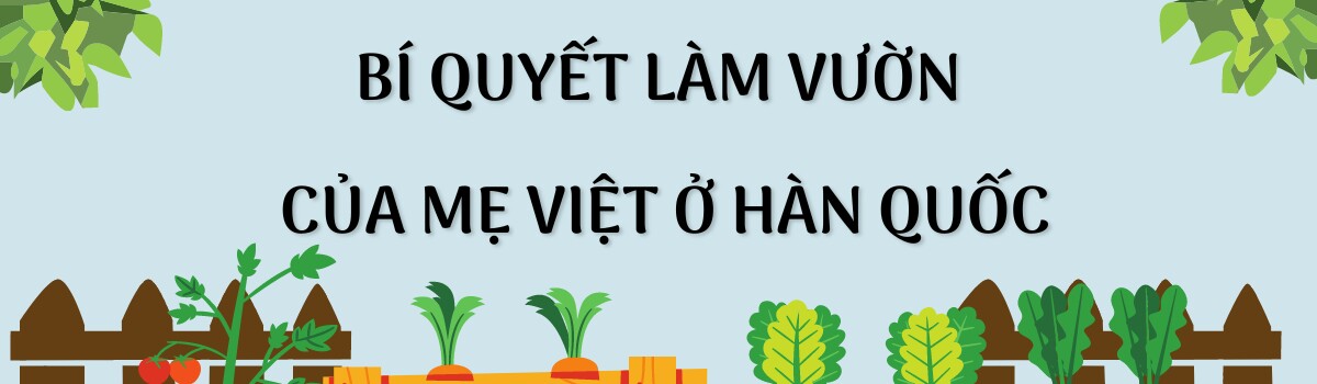 Mẹ Việt ở Hàn trồng rau trong mảnh vườn 2.500m2, chia sẻ bí quyết có rau quả quanh năm nhờ túi bóng đen