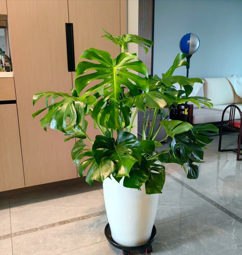 Tại sao cây Monstera vừa sang vừa mang tới tài lộc nhưng bị nhiều người cho vào “danh sách đen”? Đây là 4 lý do - 5