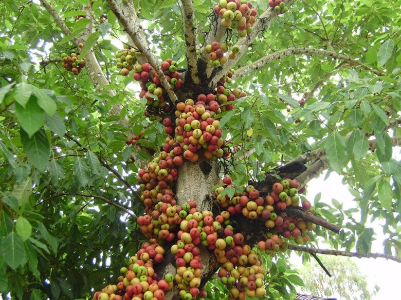 Tại sao cây sung tượng trưng cho sự sung túc nhưng bị nhiều người cho vào “danh sách đen”? Đây là 3 lý do - 3