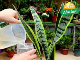 Đừng chỉ tưới nước lã cho cây lưỡi hổ, thêm thứ này vào tưới 1 tháng/lần, lá xanh như ngọc, cây cao tới 2m