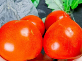 Mua cà chua nên chọn “đầu tròn” hay “đầu nhọn”? Người trồng mách có sự khác biệt lớn, đừng chọn nhầm kẻo lãng phí