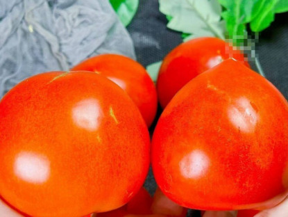 Gia đình - Mua cà chua nên chọn “đầu tròn” hay “đầu nhọn”? Người trồng mách có sự khác biệt lớn, đừng chọn nhầm kẻo lãng phí