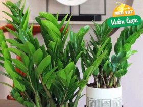Cây kim tiền rất thích “uống” loại nước này, mỗi tuần một cốc, lá non mọc ào ào, xanh bóng như bôi mỡ