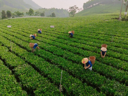 Thông tin doanh nghiệp - Làn gió mới cho vùng chè Thái Nguyên