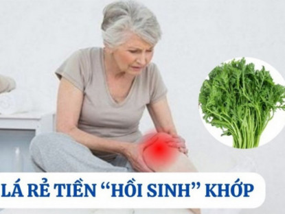 Thông tin doanh nghiệp - Loại lá mọc hoang đầy vườn nhưng là “khắc tinh” của bệnh xương khớp
