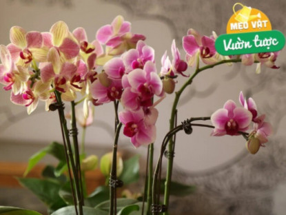 Gia đình - Mùa hè chăm lan hồ điệp theo 6 quy tắc này, cây liên tục mọc lá mới, thậm chí trổ bông khoe sắc