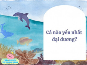 Cá nào yếu nhất đại dương? Câu đố tưởng dễ nhưng không phải ai cũng biết