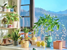 3 loại hoa người sành chơi luôn giữ trong nhà, vừa khỏe vừa sai hoa, nở quanh năm lại mở lối đón tài khí vào cửa