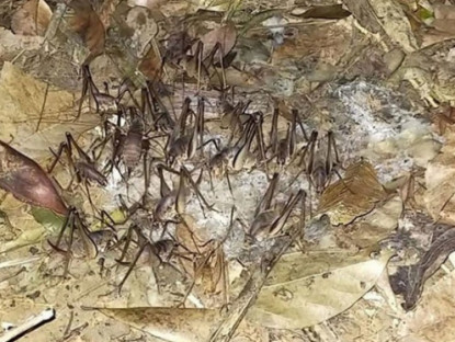 Kinh tế - &quot;Lộc trời&quot; bò ra từ hốc cây, dân vào rừng bắt về bán gần nửa triệu/kg, có tiền cũng khó mua được