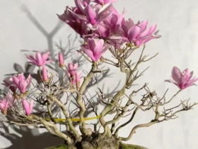5 loại cây người nghèo chê nhưng người giàu lại thích rước về, chẳng trách càng trồng càng giàu