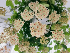 8 loài hoa này dễ trồng chẳng kém gì hoa giấy, đẹp rực rỡ và nở suốt 300 ngày mỗi năm