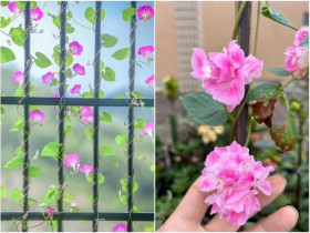 Chàng trai 10X trồng hoa dại, biến ban công thành “biển hoa rực rỡ”, chỉ cần ngẩng đầu là thấy mùa hè