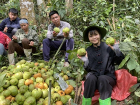 Loại quả mọc dại trên rừng thành đặc sản mùa hè, được lùng mua với giá lên tới 180.000 đồng/kg