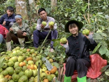 Kinh tế - Loại quả mọc dại trên rừng thành đặc sản mùa hè, được lùng mua với giá lên tới 180.000 đồng/kg