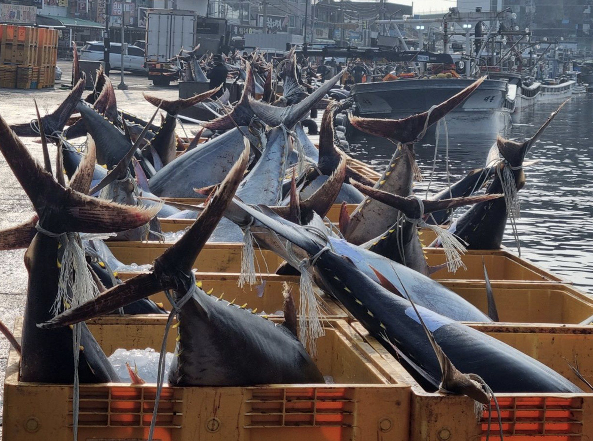 Mẻ cá ngừ khổng lồ trị giá hàng tỷ đồng phải mang đi tiêu hủy - 1