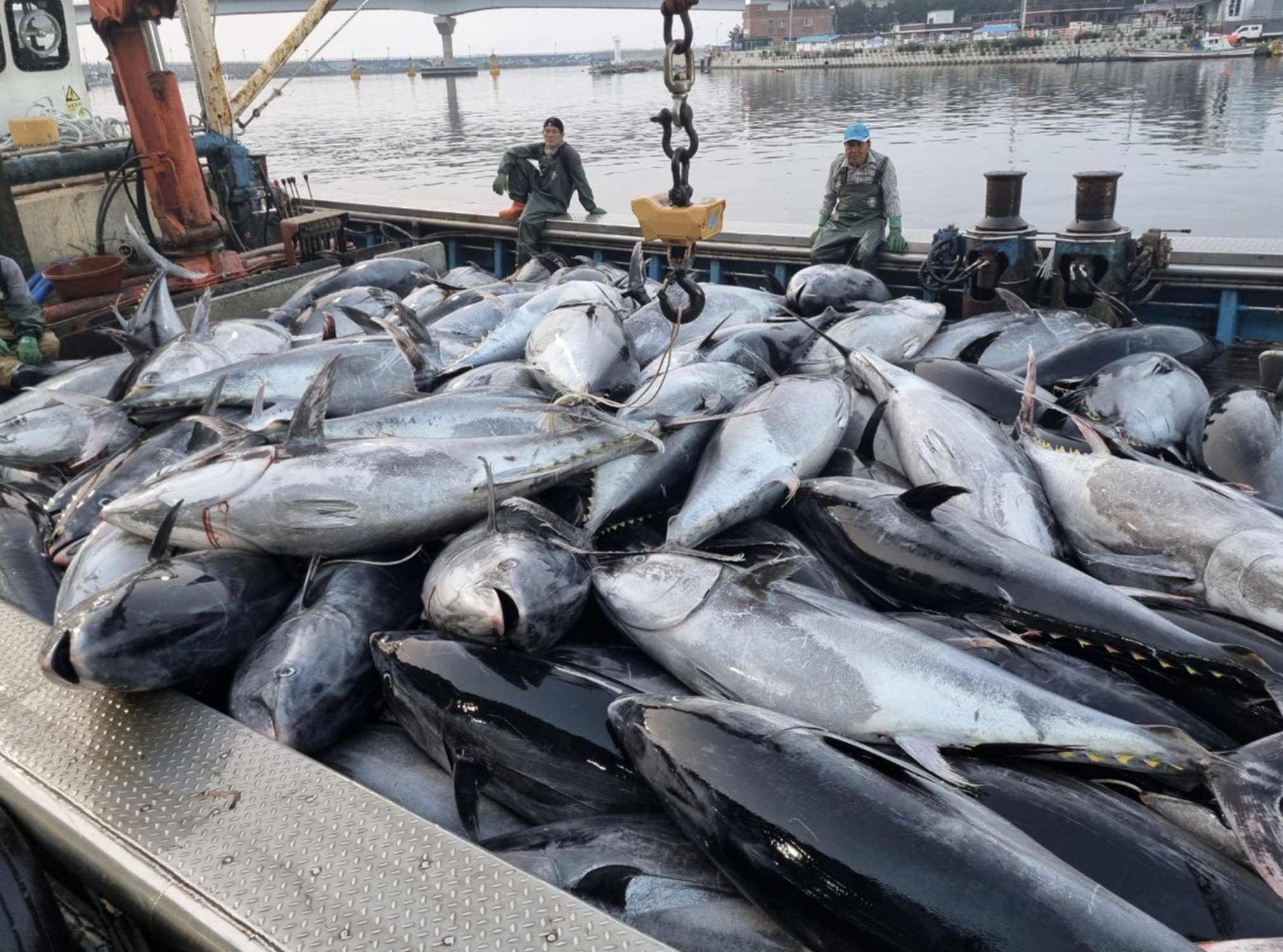 Mẻ cá ngừ khổng lồ trị giá hàng tỷ đồng phải mang đi tiêu hủy - 2