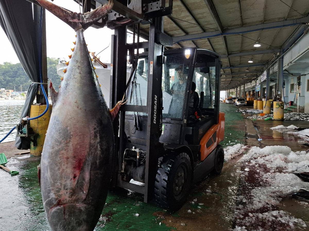 Mẻ cá ngừ khổng lồ trị giá hàng tỷ đồng phải mang đi tiêu hủy - 4