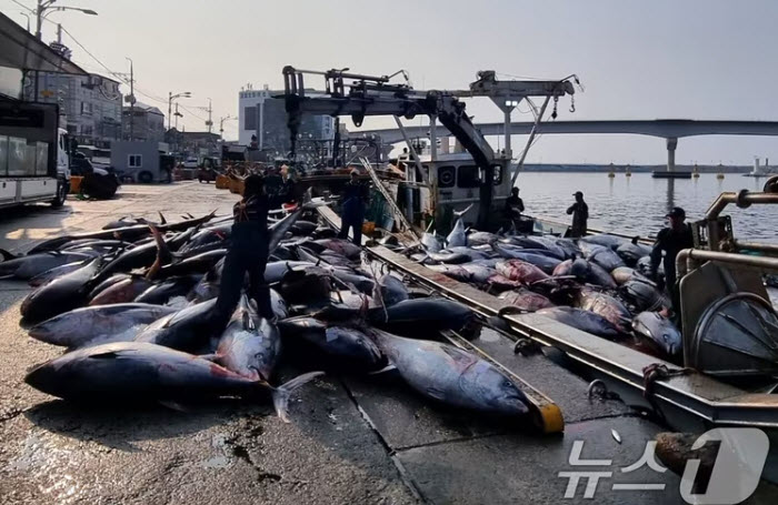 Mẻ cá ngừ khổng lồ trị giá hàng tỷ đồng phải mang đi tiêu hủy - 3