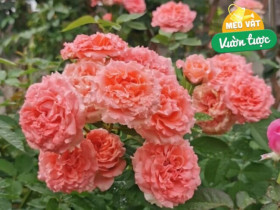 Ra chợ xin 2 loại rác này mang về chôn vào chậu, hoa nở như điên, cây cho quả to, ngọt lịm