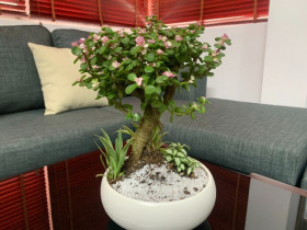 8 loại cây “phun vàng nhả ngọc”, trồng là hút lộc, đặt một chậu trong nhà là tiền ồ ạt kéo tới