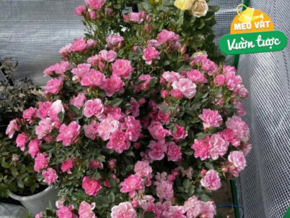 Gia đình - Đây là 3 loại phân đạm, lân, kali có sẵn trong nhà, cây lúc nào cũng xanh mơn mởn, hoa nở rộ quanh năm