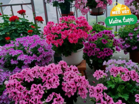 Ra công viên nhặt 3 “bảo bối” này mang về chôn vào chậu hoa, đất sẽ tơi xốp như bánh mì, cây xanh tươi tốt