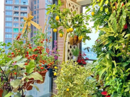 Gia đình - Loại quả tốt nhất thế giới trồng 2 tháng cho thu hoạch, là “khắc tinh” của mỡ máu và ung thư, trồng chậu làm cảnh cũng đẹp