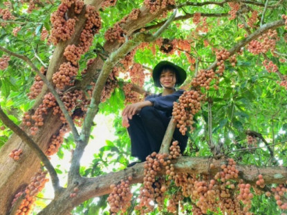 Kinh tế - Cô gái phát hiện cây rừng mọc dại sai quả chưa từng thấy, hái về bán với giá 50.000 đồng/kg