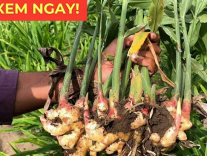 Thông tin doanh nghiệp - Loại củ rẻ bèo được ví như “vệ sĩ” của phổi, đọc xong nhiều người tiếc hùi hụi vì bỏ phí!