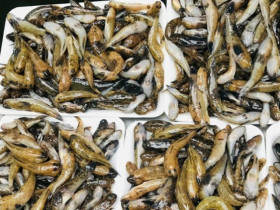 3 loại cá nhỏ là 