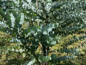 Loại cây ở Việt Nam nghe tên đã thấy tiền, trồng 4 tháng hái tiền triệu, cắt cành bán đều tay