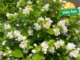 Hoa nhài có 3 "công tắc nhỏ", mùa hè bật chúng lên cây sẽ nở 200 bông cùng lúc