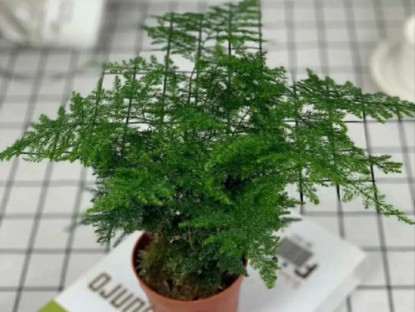 Gia đình - 5 cây thầy thuốc thích, thầy phong thủy cũng “ưng bụng”, trồng trong nhà vừa khỏe người vừa lắm phúc lộc