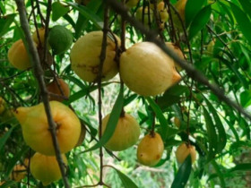 Quả mọc dại trên rừng thành đặc sản mùa hè, đến mùa thành 
