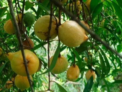 Kinh tế - Quả mọc dại trên rừng thành đặc sản mùa hè, đến mùa thành &quot;mỏ tiền&quot;, dân hái về bán 180.000 đồng/kg