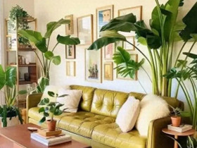 10 cây hóa giải sát khí cực mạnh, trồng trong phòng khách gia đạo bình an, tiền tài kéo về, rất dễ chăm sóc