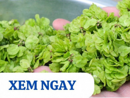 Thông tin doanh nghiệp - 5 loại rau củ mùa mưa bão được người xưa ví là “thần dược” cho xương khớp