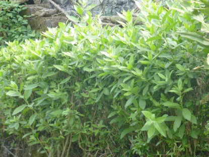 Gia đình - Rau dại xưa trồng làm hàng rào nay thành đặc sản, dược liệu quý, trồng trong nhà giúp gia chủ thu hút tài lộc