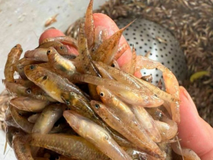 Kinh tế - Loài cá &quot;nhà nghèo&quot; nay dân bắt về bán 200.000 đồng/kg, mỗi năm chỉ xuất hiện đúng một lần