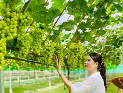 Kinh tế - Giống nho &quot;quý tộc&quot; có giá hơn 1 triệu đồng/kg được trồng thành công ở Nghệ An