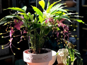 Đây là “tân binh” đang làm mưa làm gió trong giới cây cảnh, hoa nở quanh năm, bền như hoa giả, trồng dễ như rau