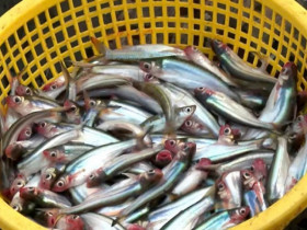 Loài cá ở Việt Nam nghe tên 