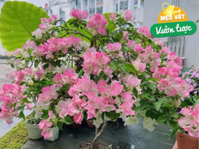 Trên thân hoa giấy có một “công tắc sinh trưởng”, biết cách bật lên cây thành "cỗ máy ra hoa", nở 300 ngày mỗi năm