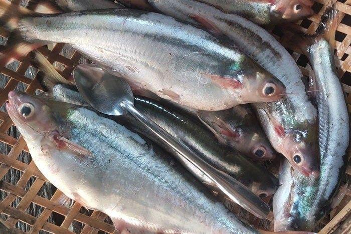 Những loài cá “nghe tên rùng mình” nay thành đặc sản giá cao, người người săn lùng - 2