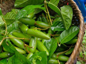 Quả mọc dại trên rừng hoá 