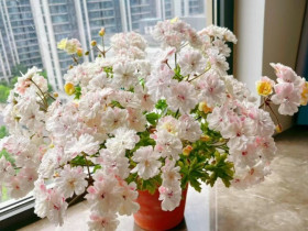 5 loại hoa dễ trồng như cỏ dại, nở từ xuân sang đông, trồng ở ban công giúp hút vượng khí cả năm