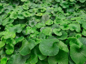 Loại củ đắt đỏ bậc nhất thế giới, Việt Nam cũng trồng được, 18 tháng nhổ bán 6 triệu đồng/kg